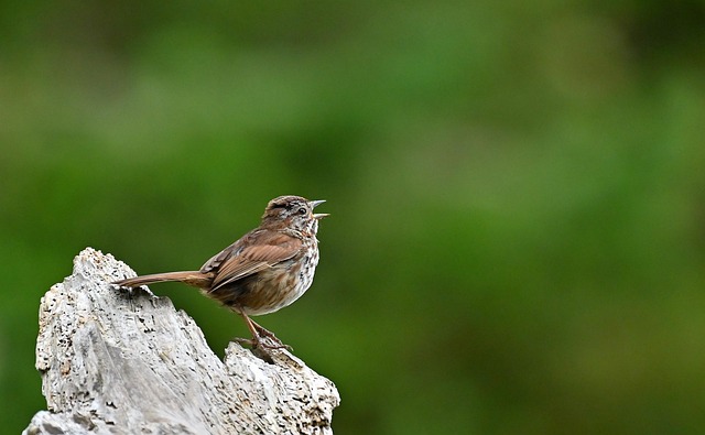 Havens hemmelige gæster: 7 fuglearter du måske overser